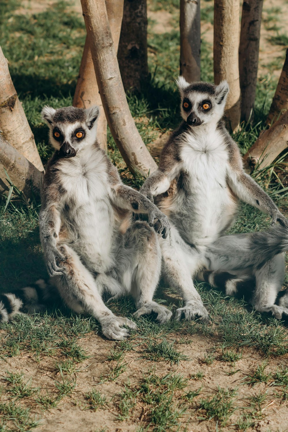 white and black lemur on green grass during daytime