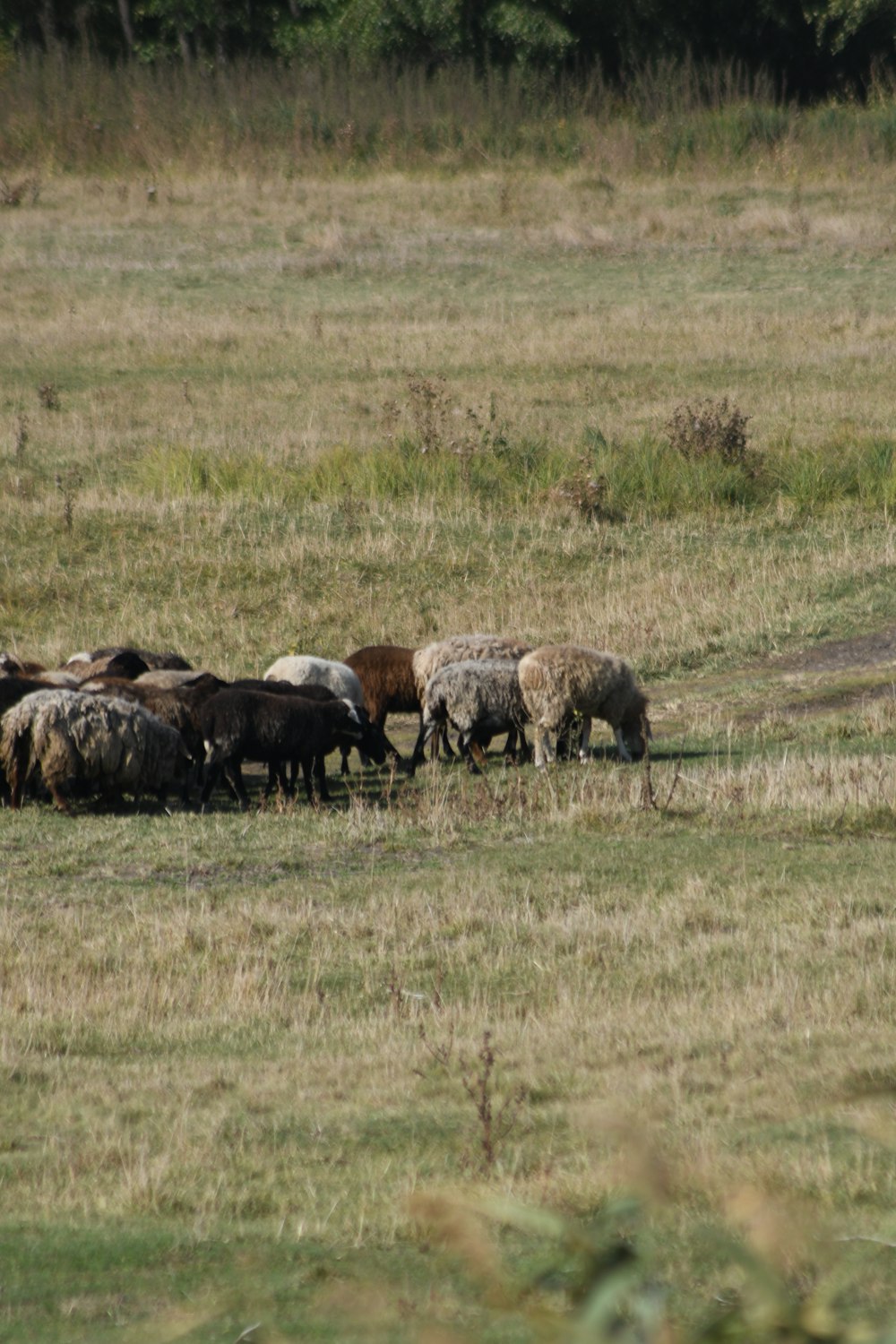 herd of sheep on green grass field during daytime