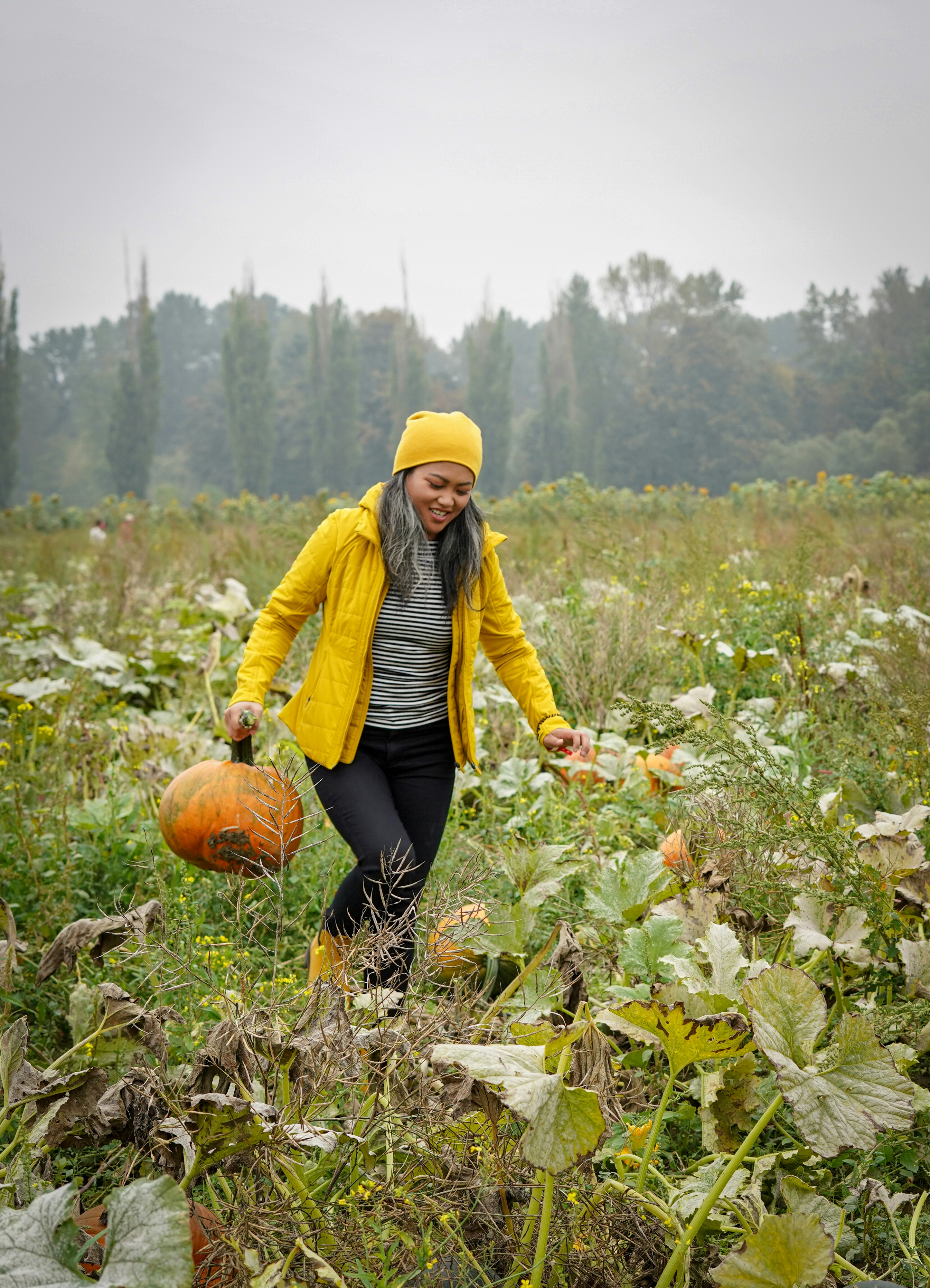 Best Pumpkin Patches in Sonoma County: A Fall Adventure