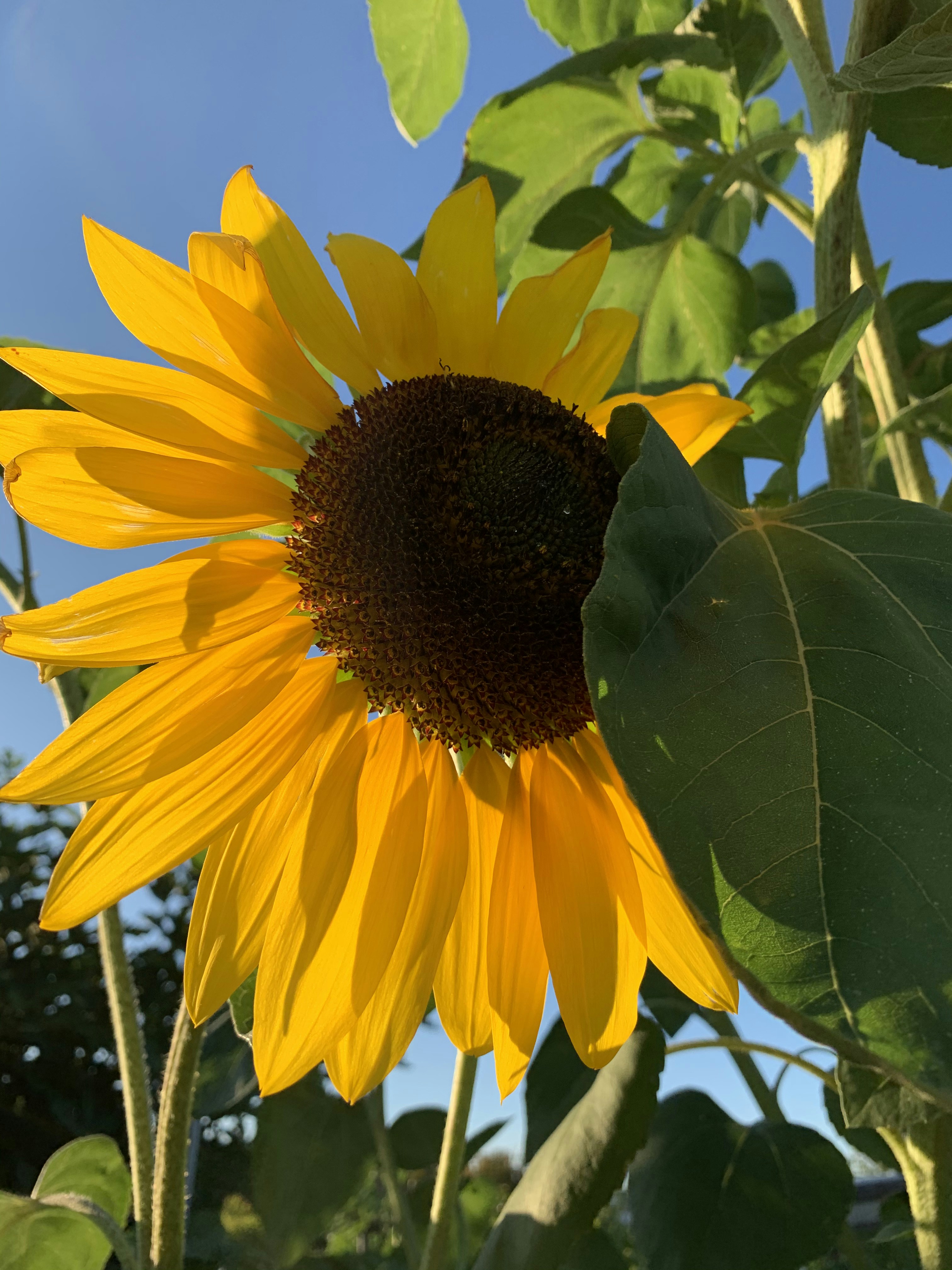 Photo by swisscondor