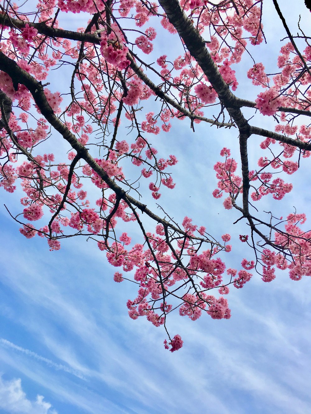 Rosa Kirschblütenbaum unter blauem Himmel und weißen Wolken tagsüber