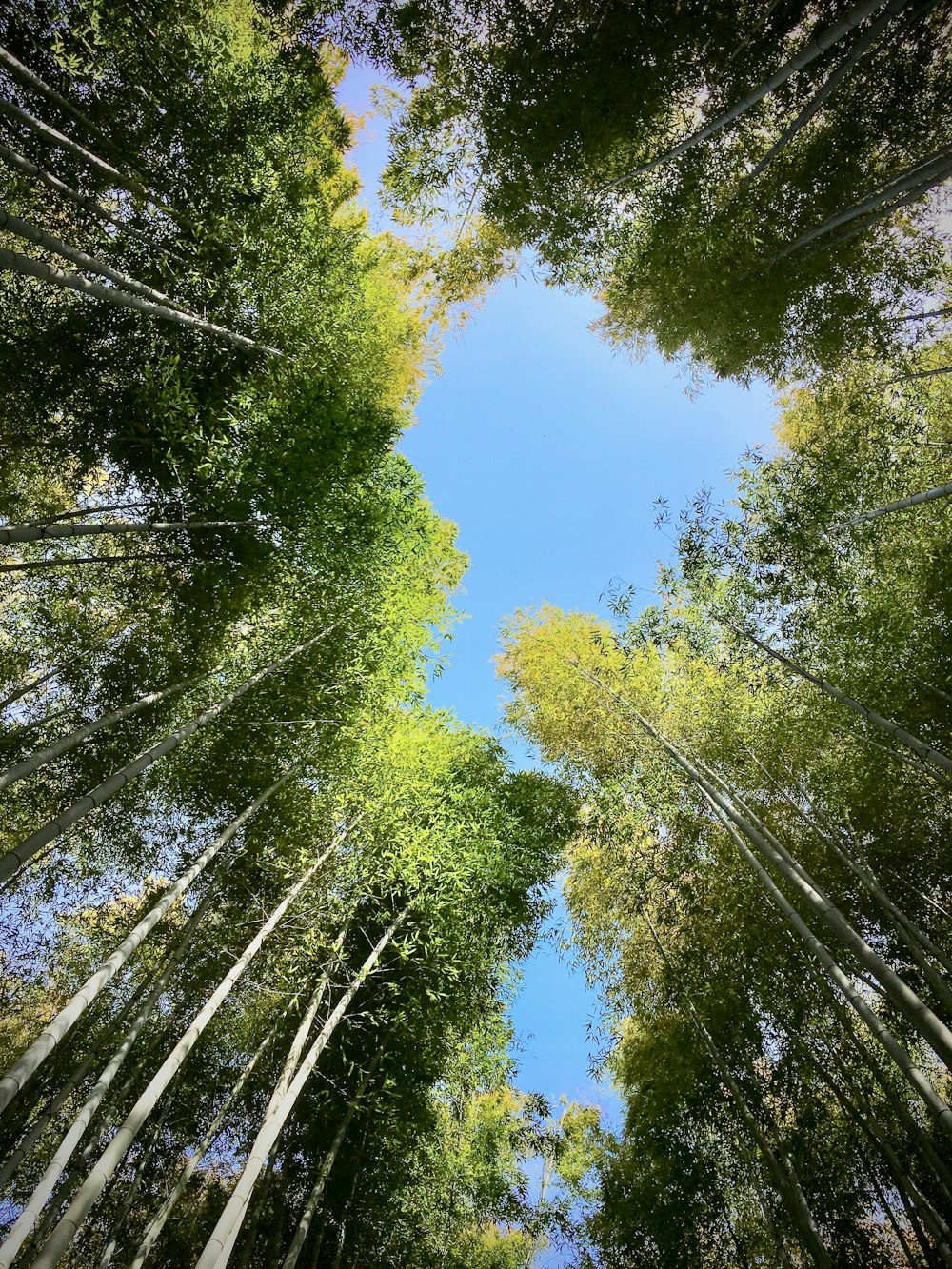 low angle photography of green trees under blue sky during daytime