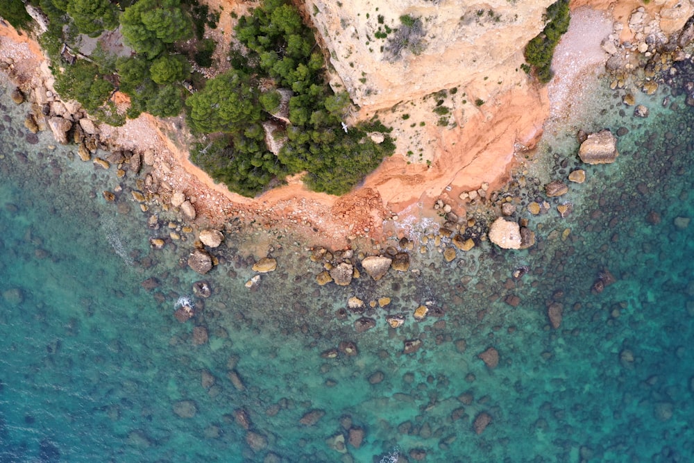 aerial view of green trees and brown sand