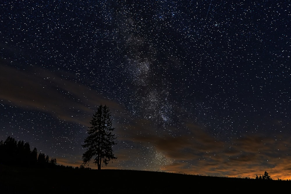 silhouette of trees under starry night