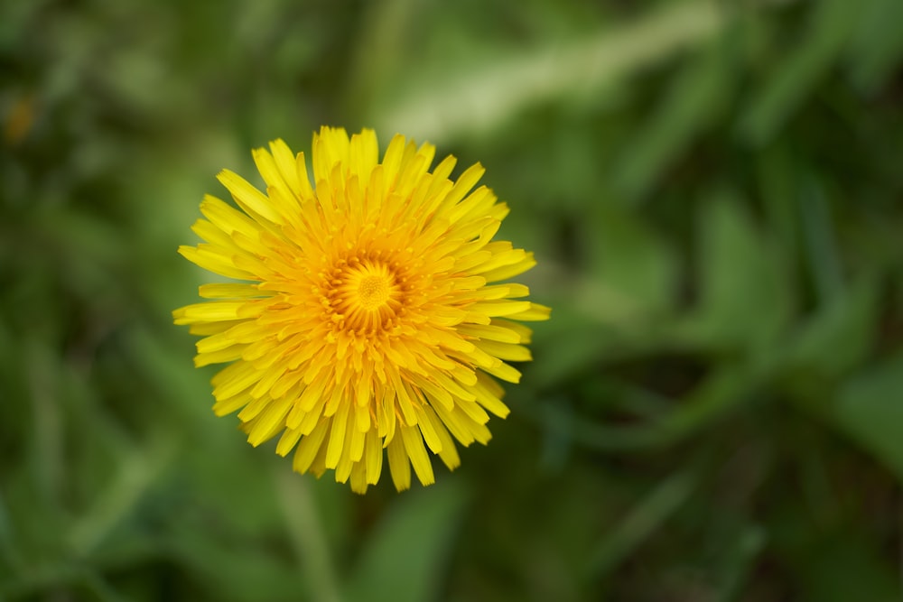 yellow flower in tilt shift lens