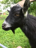 Close-up of a healthy tiger goat showcasing its features.