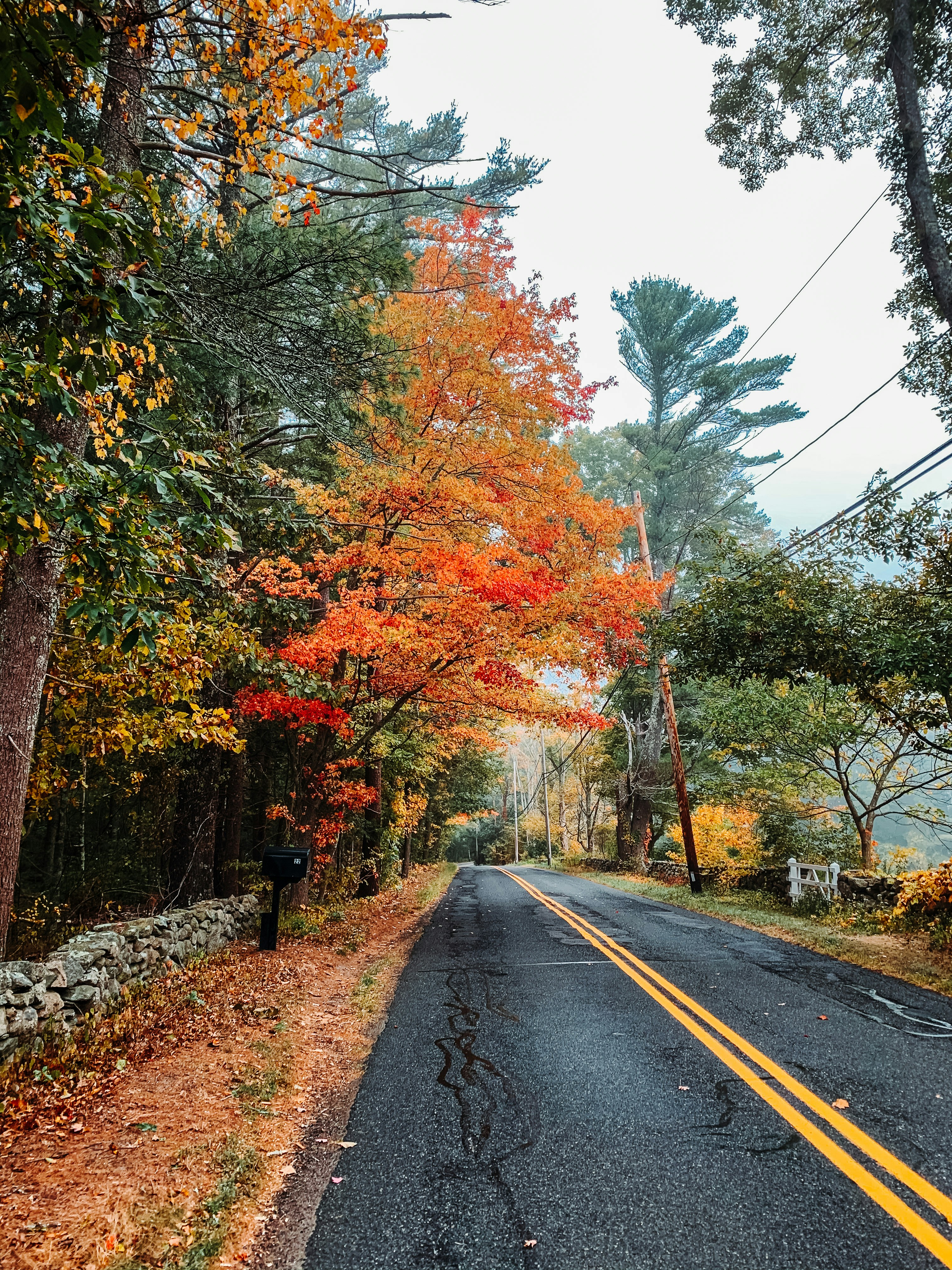 gray concrete road between orange and green trees during daytime