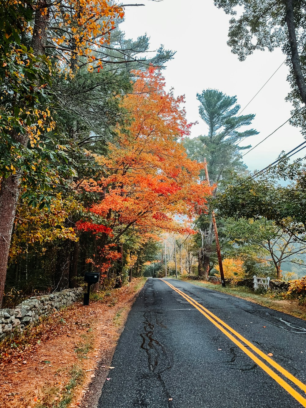 gray concrete road between orange and green trees during daytime