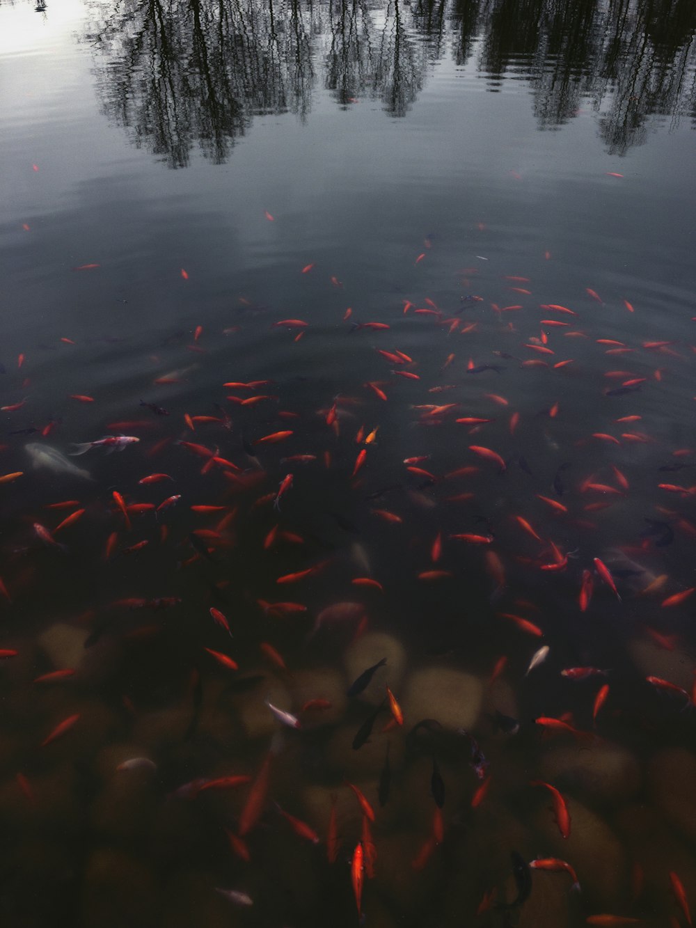 people in body of water during daytime