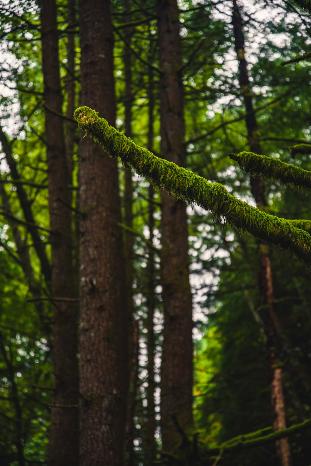 green moss on brown tree trunk