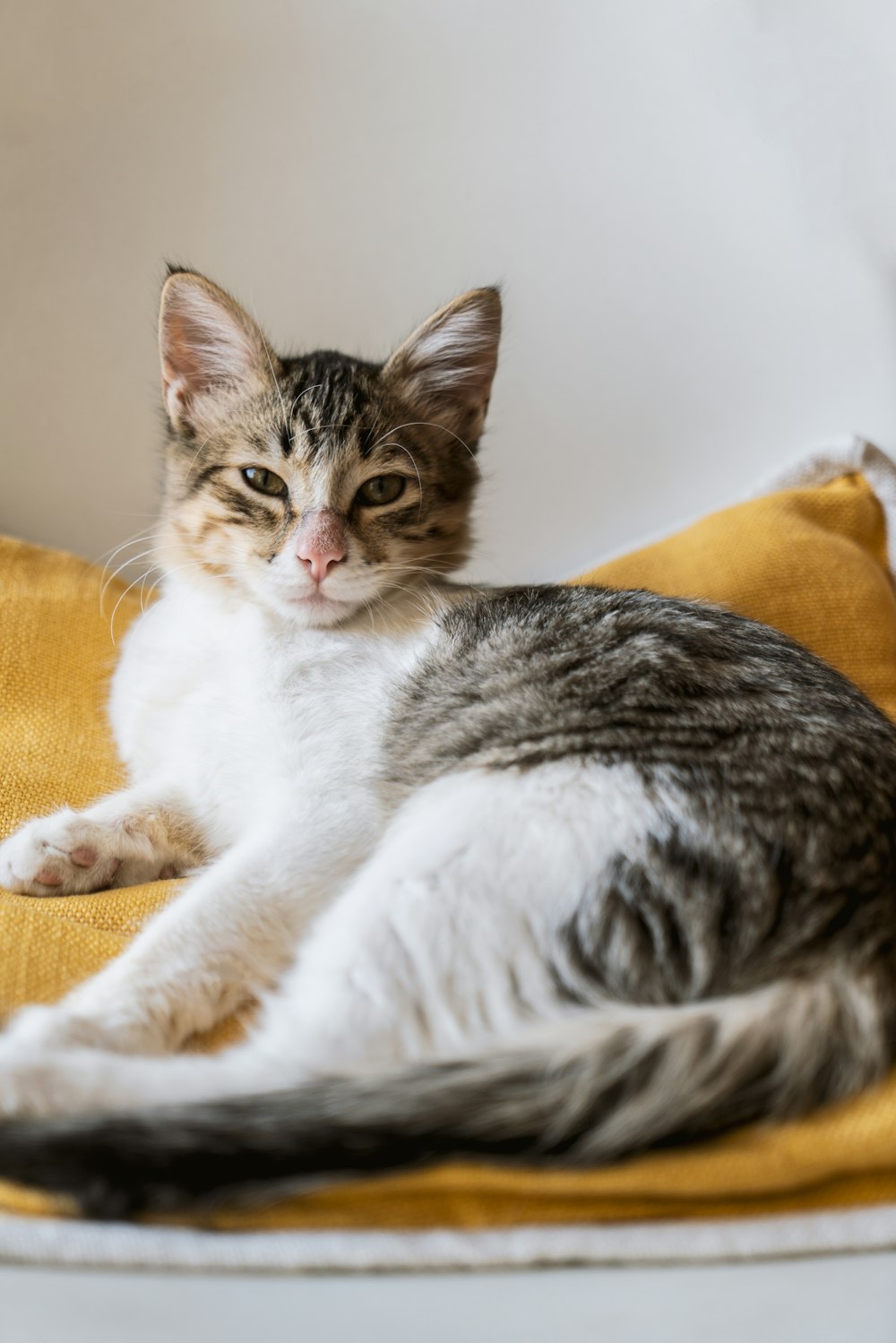silberne Tabby-Katze liegt auf gelbem Textil