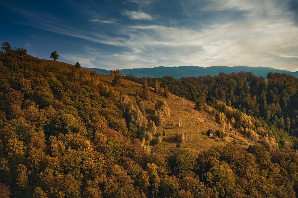 green trees on mountain under blue sky during daytime