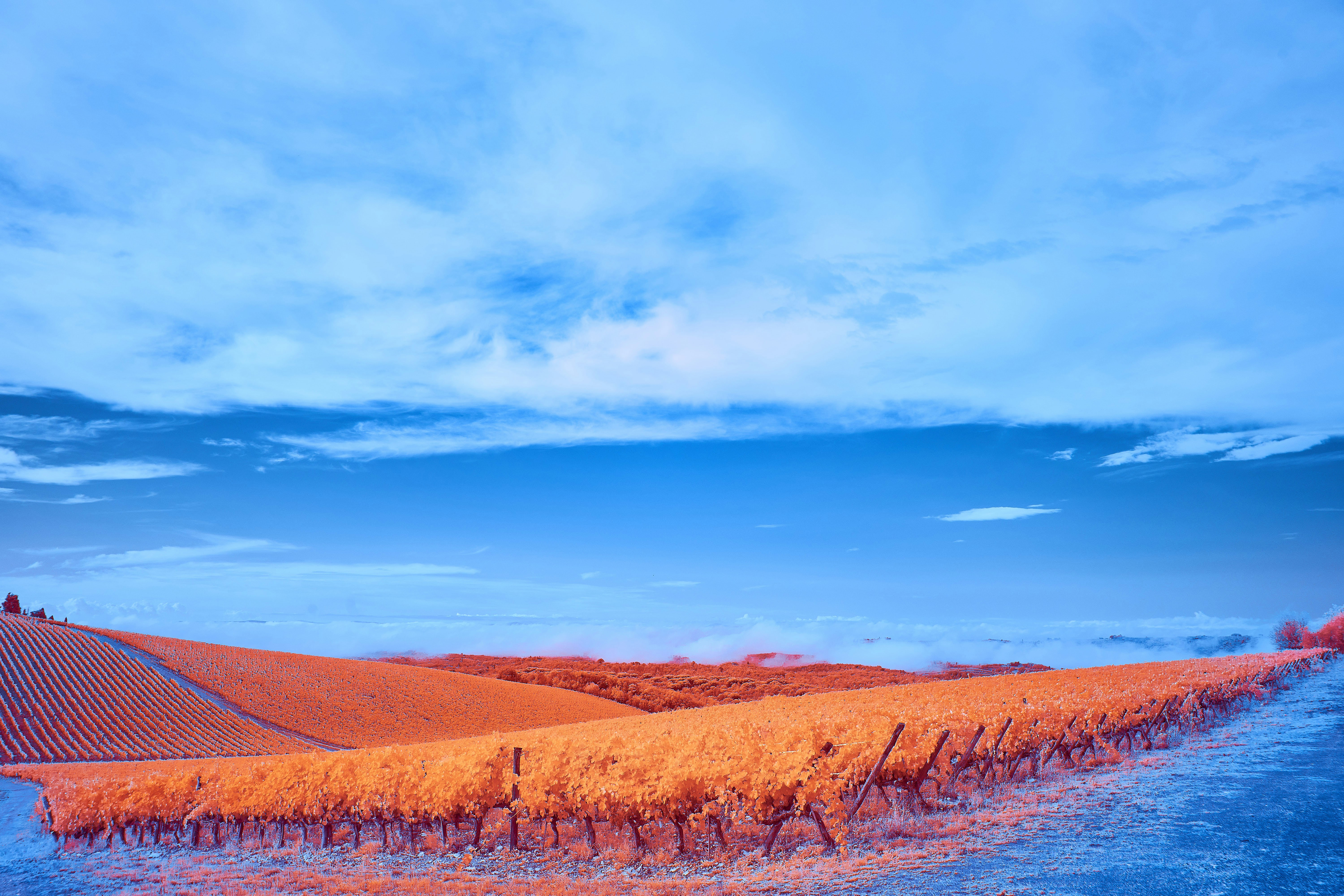 Photo by wolfgang_hasselmann