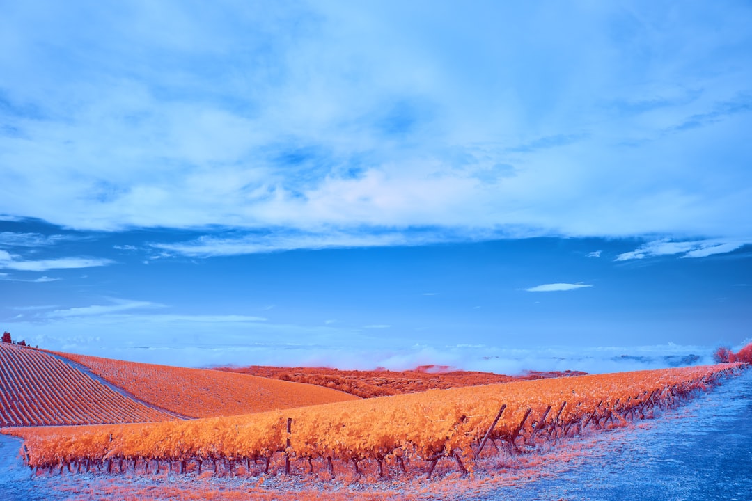 brown field under blue sky during daytime