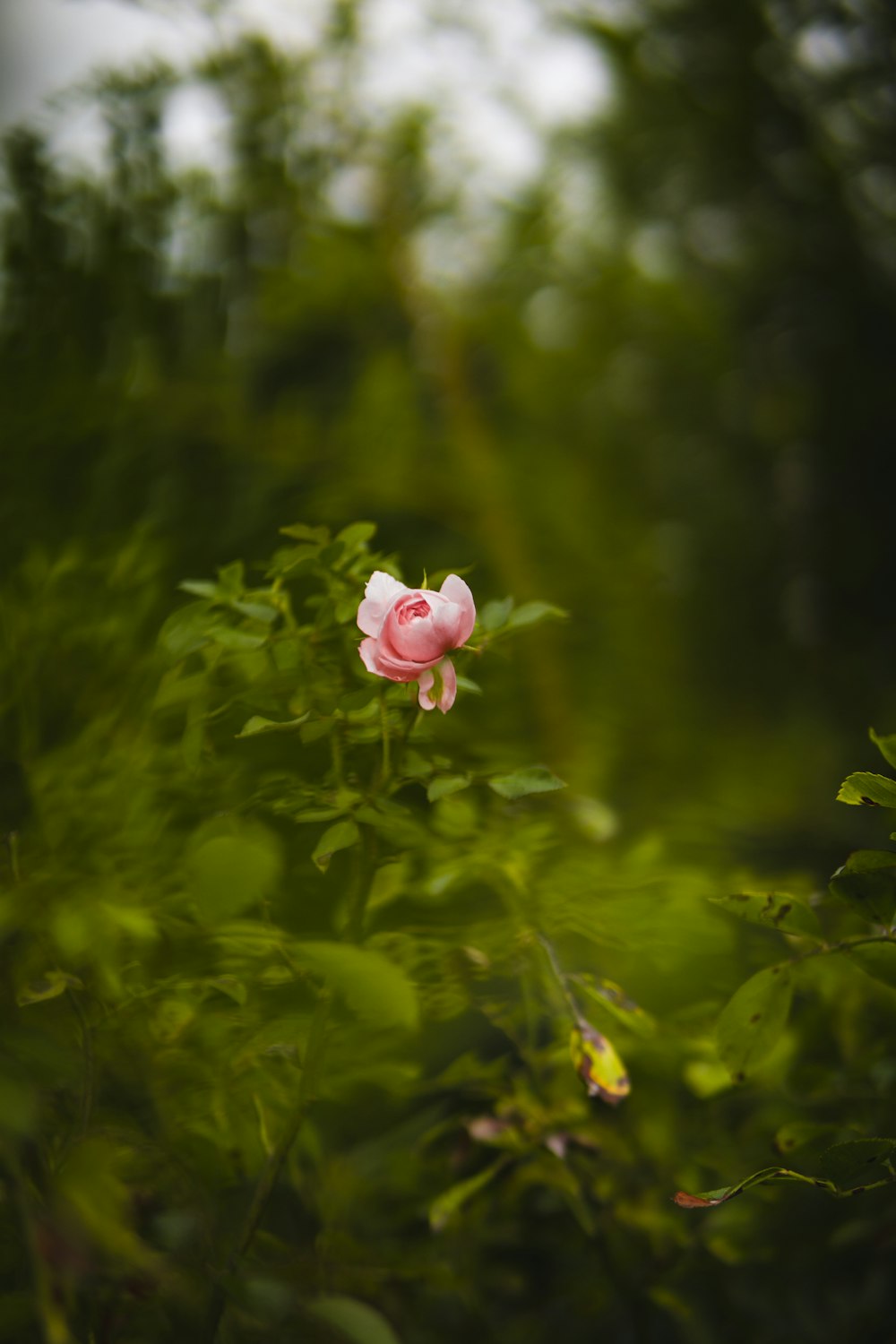 pink rose in bloom during daytime