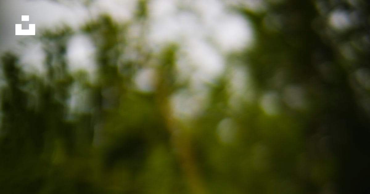 昼間に咲くピンクのバラの写真 Unsplashで見つける緑の無料写真 昼間に咲くピンクのバラの写真 Unsplashで見つける緑の無料写真