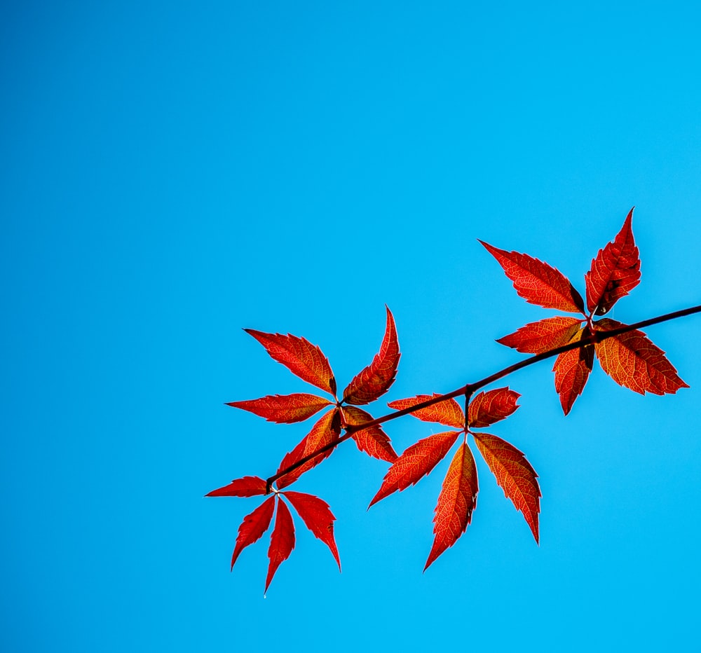 red leaves on blue sky