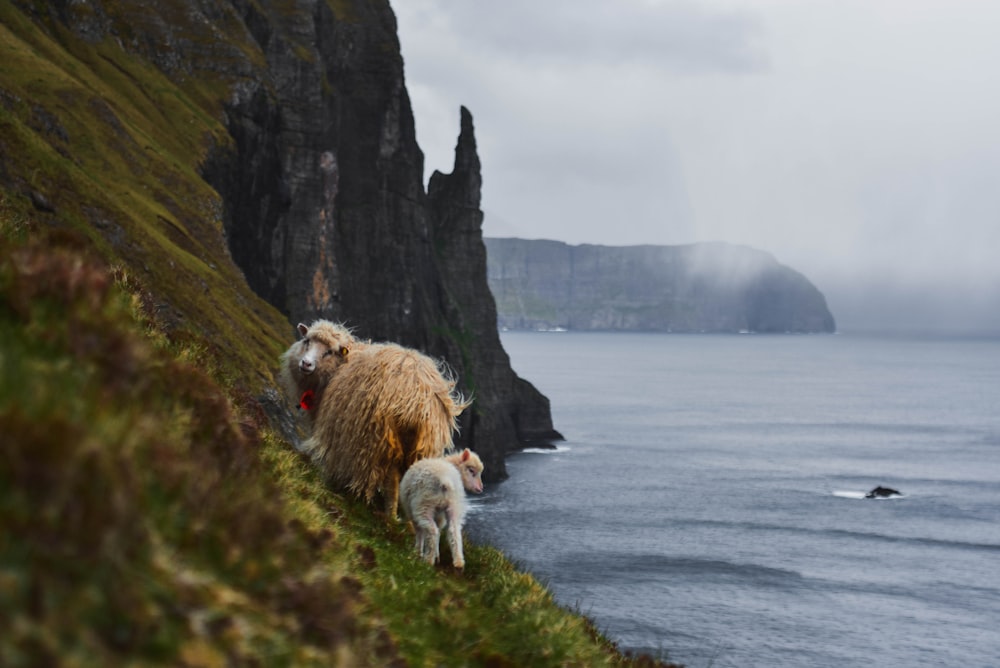 white sheep on green grass field near body of water during daytime