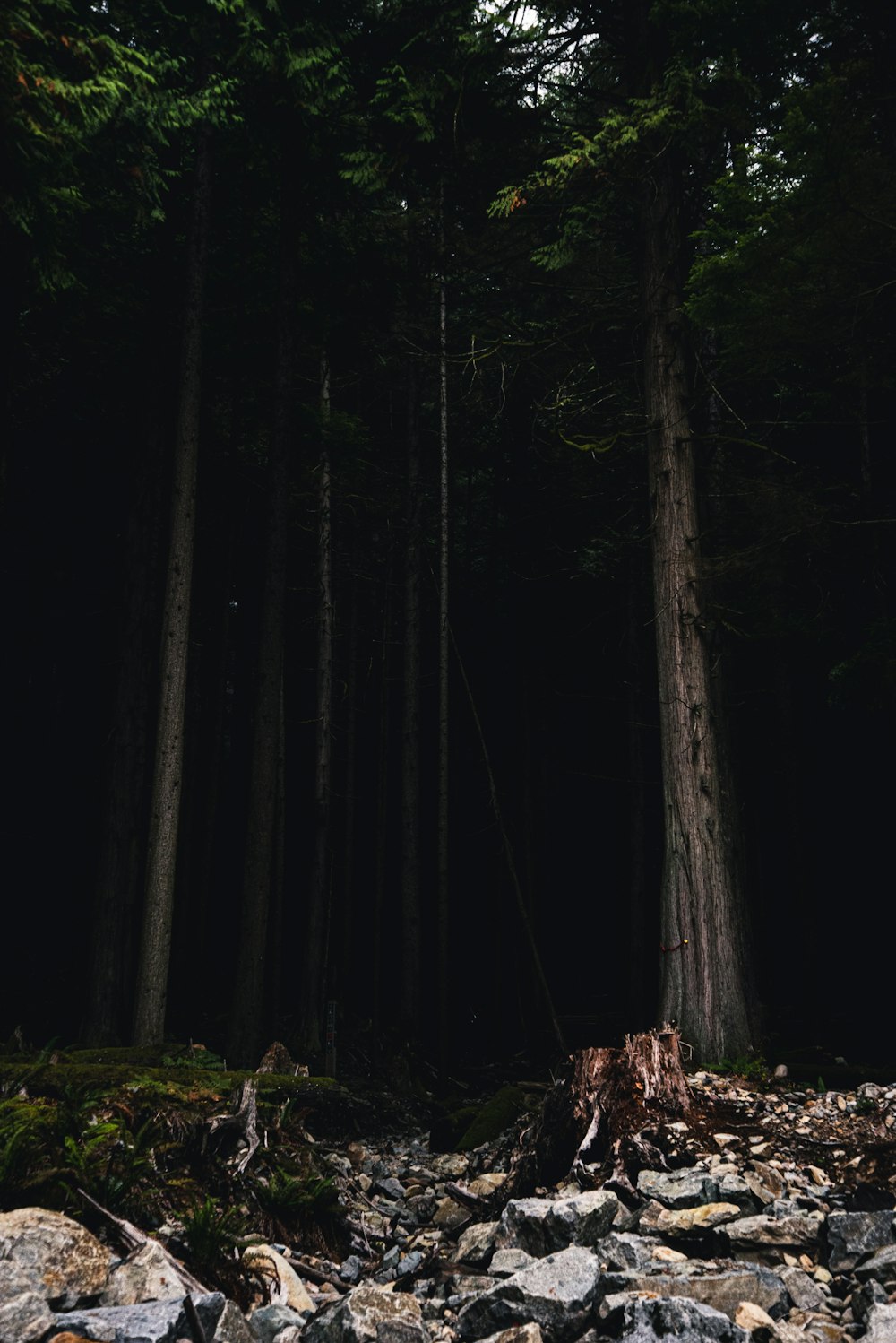 brown tree trunk in forest during daytime