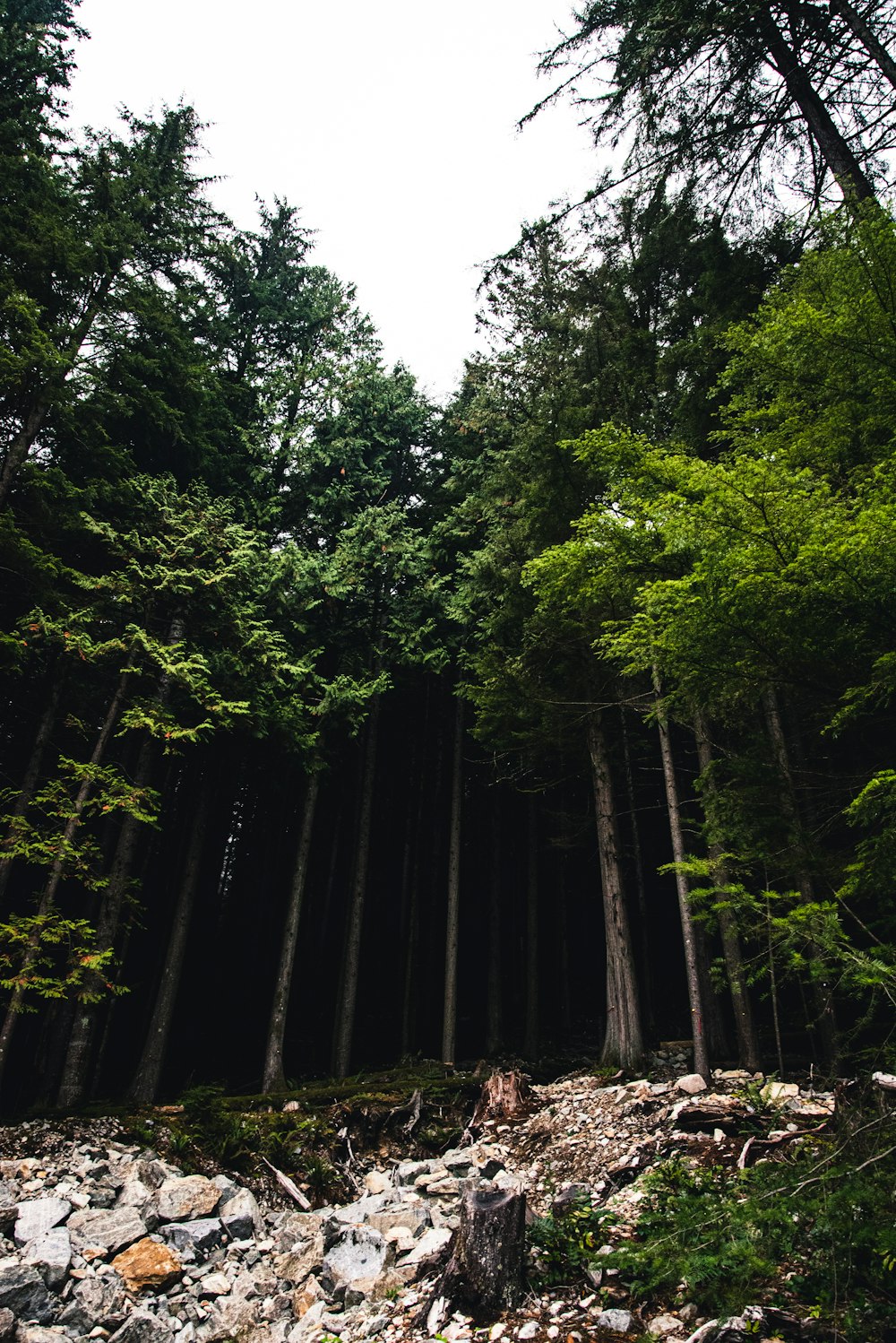 green trees under white sky during daytime