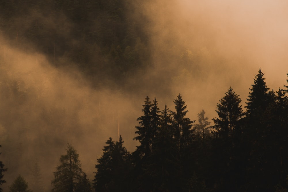 green trees under cloudy sky