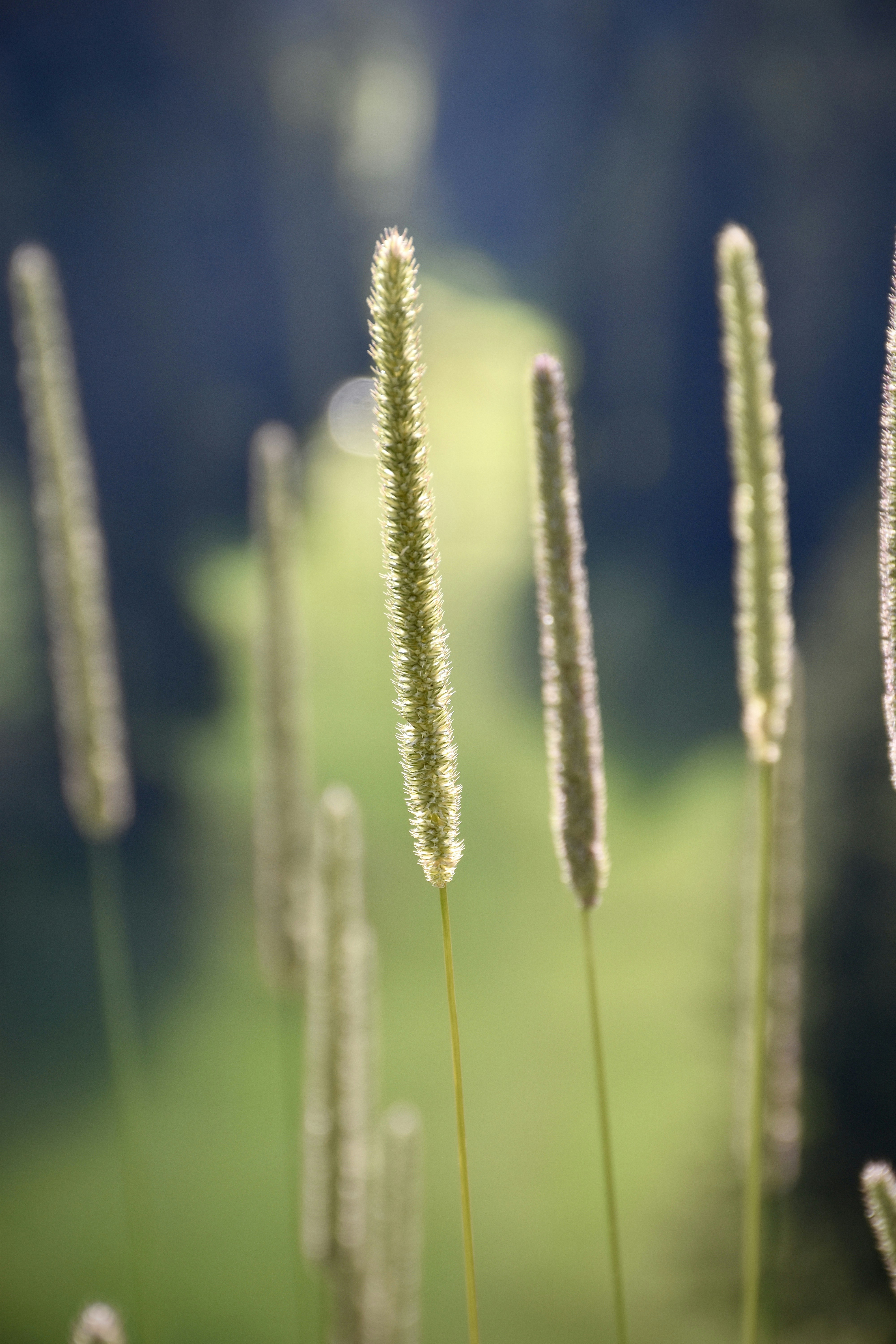 Photo by arnosenoner