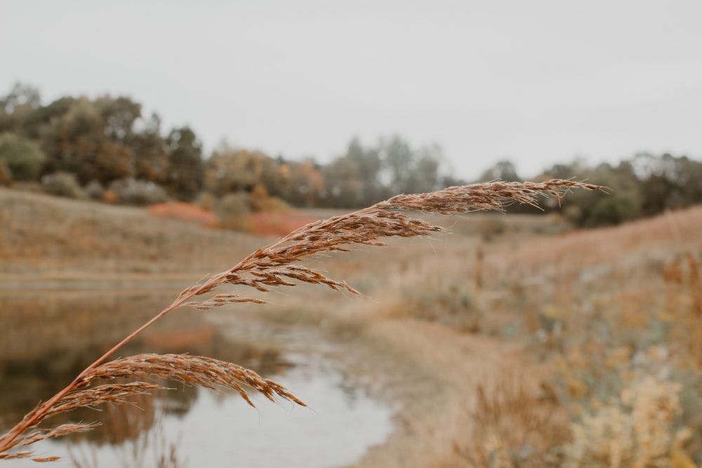 brown wheat field during daytime