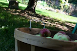 A wooden basket filled with freshly picked apples resting on green grass.