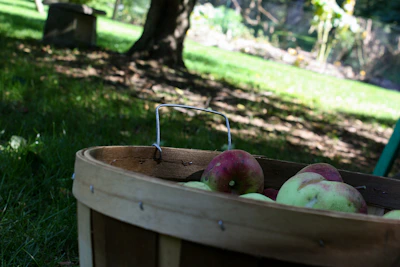 A wooden basket filled with freshly picked apples resting on green grass.