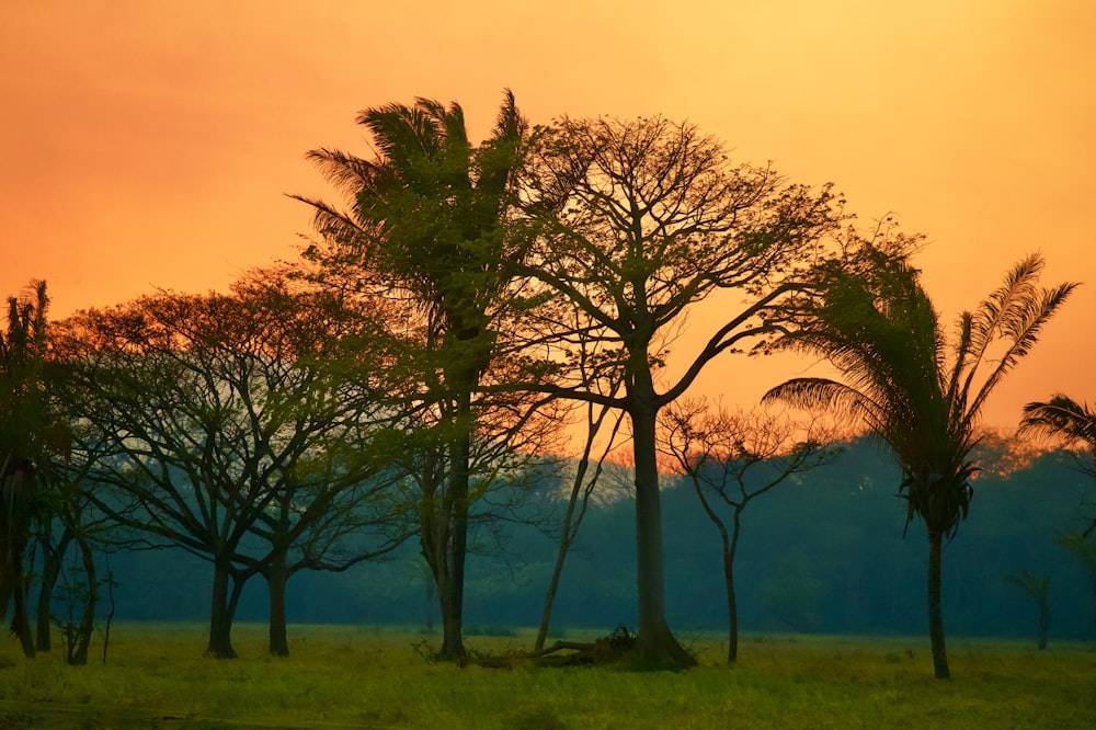 green tree on green grass field during sunset