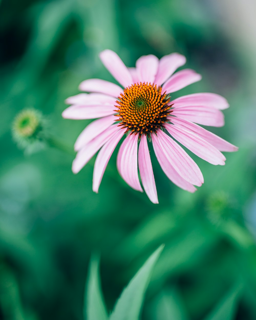 Lila Blume in Tilt Shift Linse