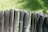 A row of vertically aligned pieces of bamboo stand close together, forming a simple barrier or fence. The bamboo is weathered and dark in color, set against a backdrop of lush, green grass that is brightly lit by sunlight.