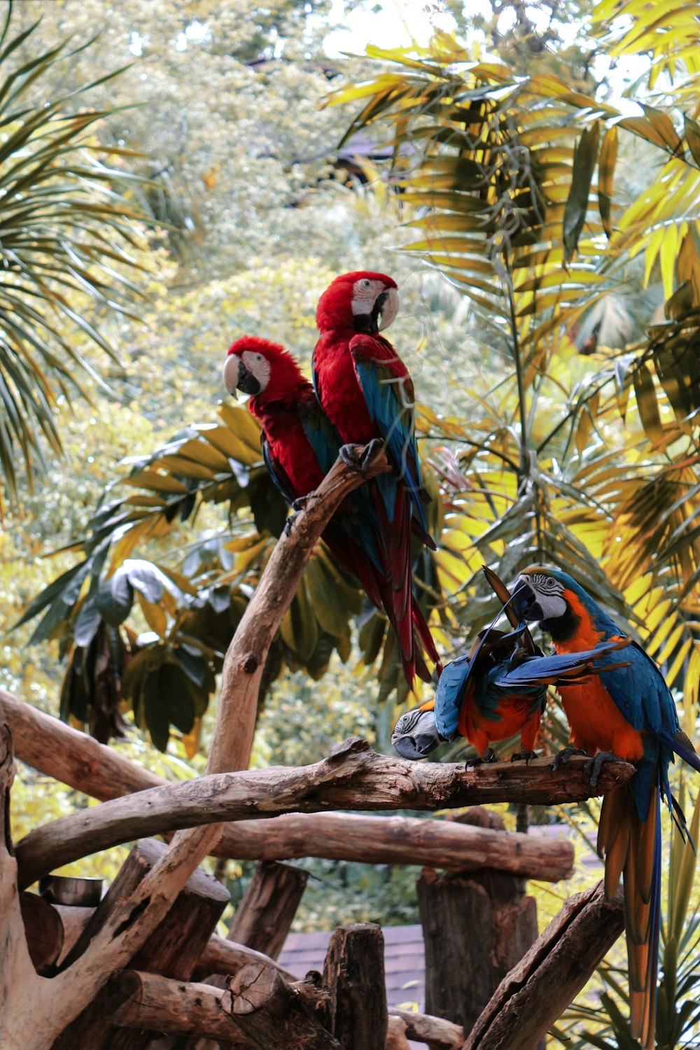 Ara rossa gialla e blu appollaiata sul ramo marrone dell'albero durante il giorno