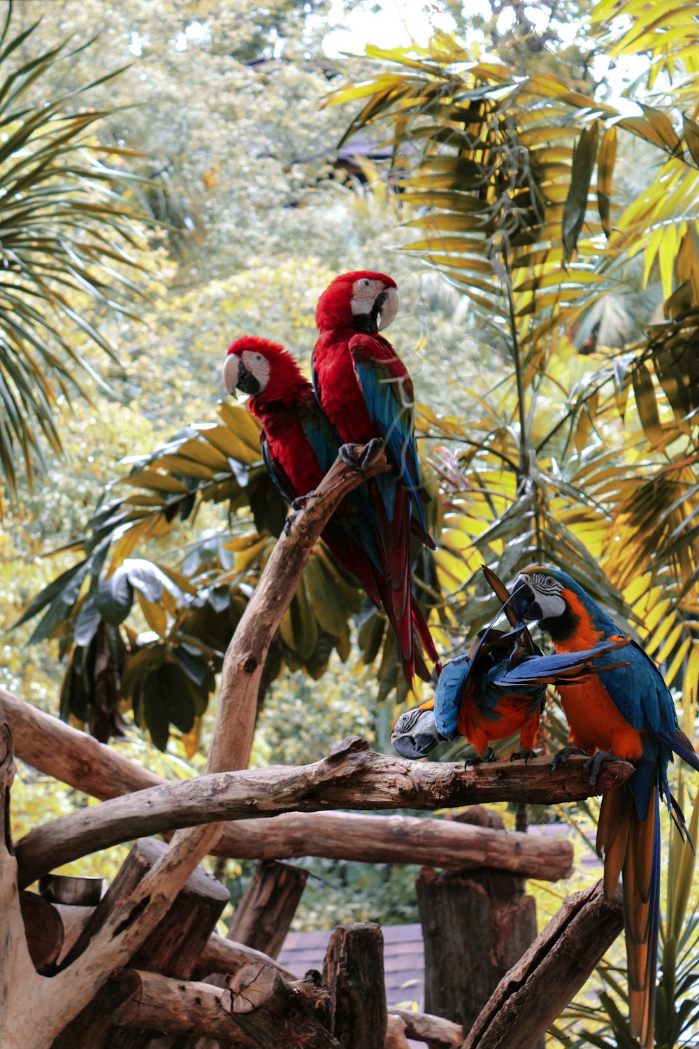 Guacamayo rojo amarillo y azul encaramado en la rama de un árbol marrón durante el día
