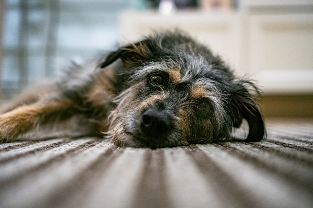 black and brown long coated small dog lying on brown textile