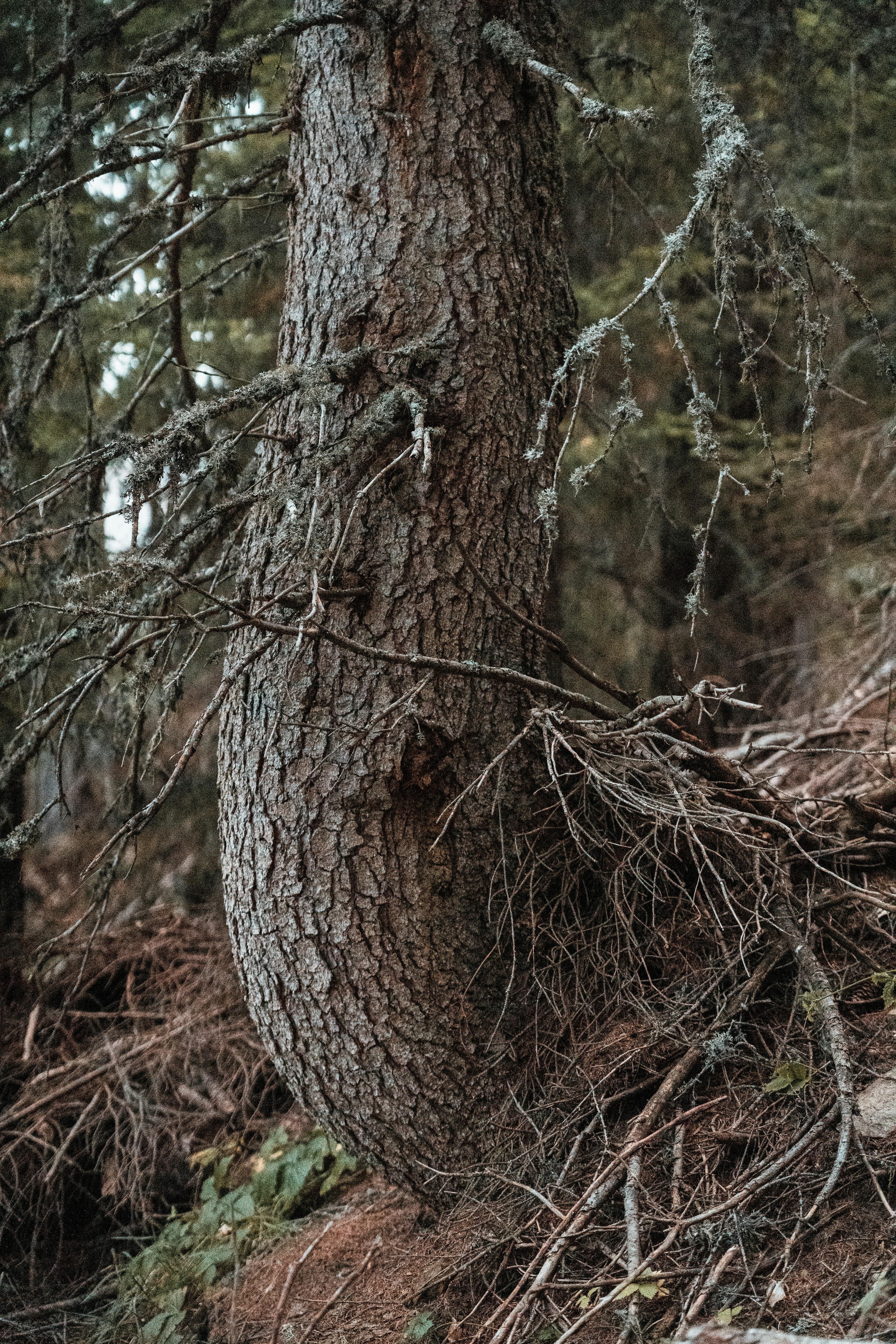 Photo by mitchelanneveldt