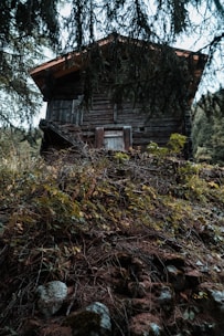 Rustic cabin nestled in dense forest surrounded by natural barriers.