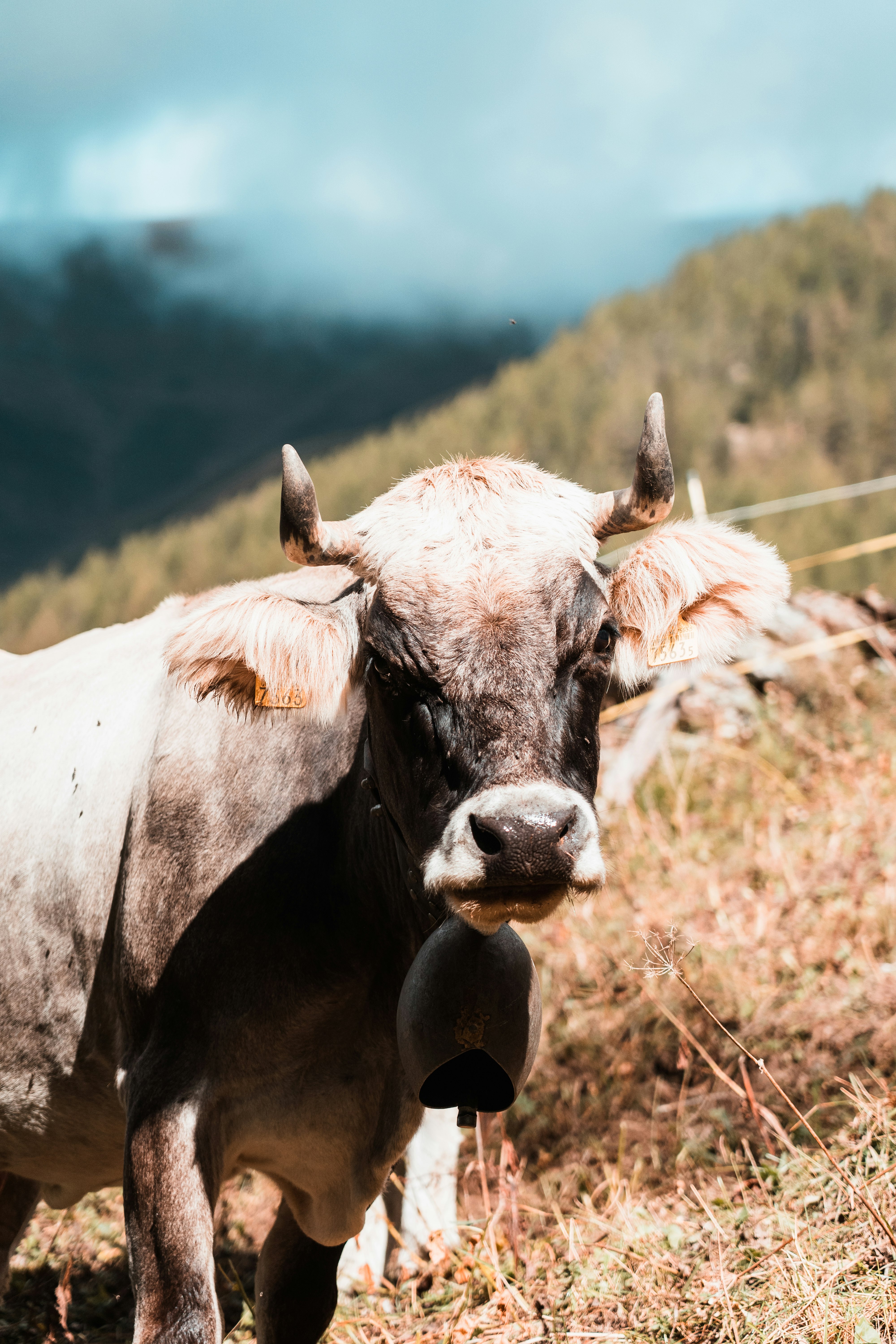 white and brown cow on brown grass field during daytime