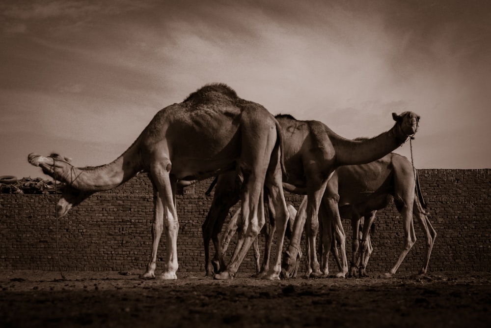 three camels on field during daytime