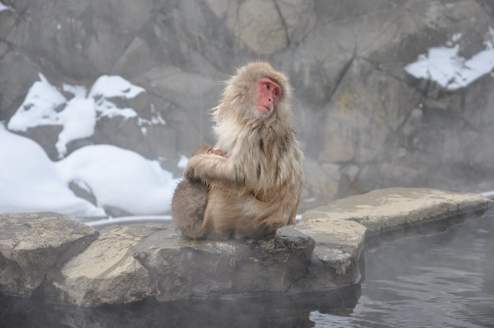 brown monkey sitting on gray rock during daytime