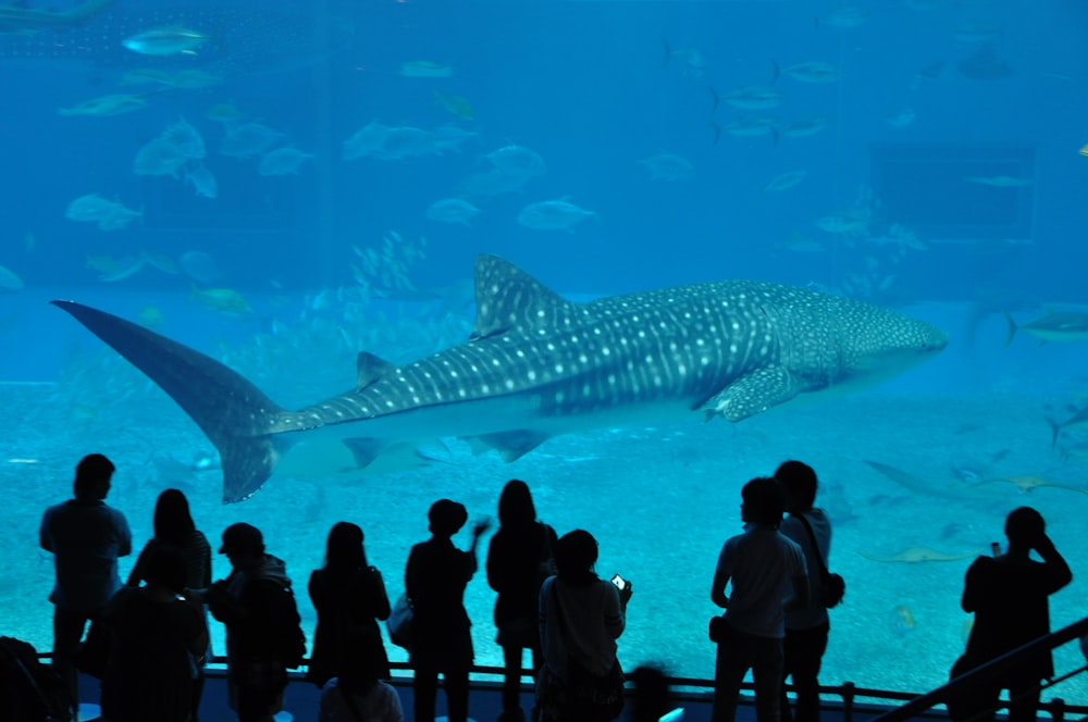 people standing near fish tank