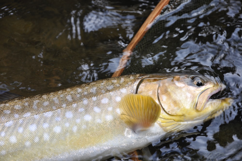 silver and white fish on water