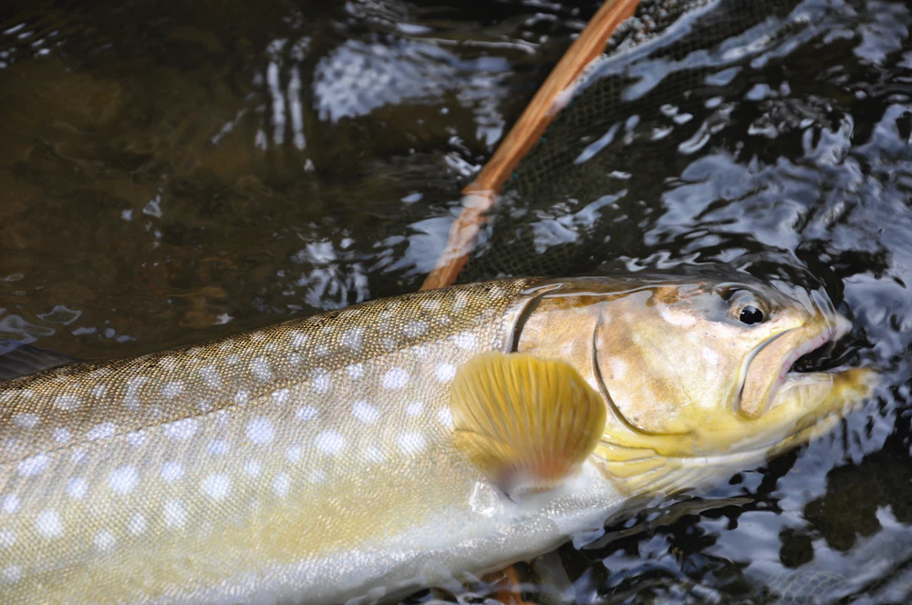 Iwana / white-spotted char (Salvelinus leucomaenis)