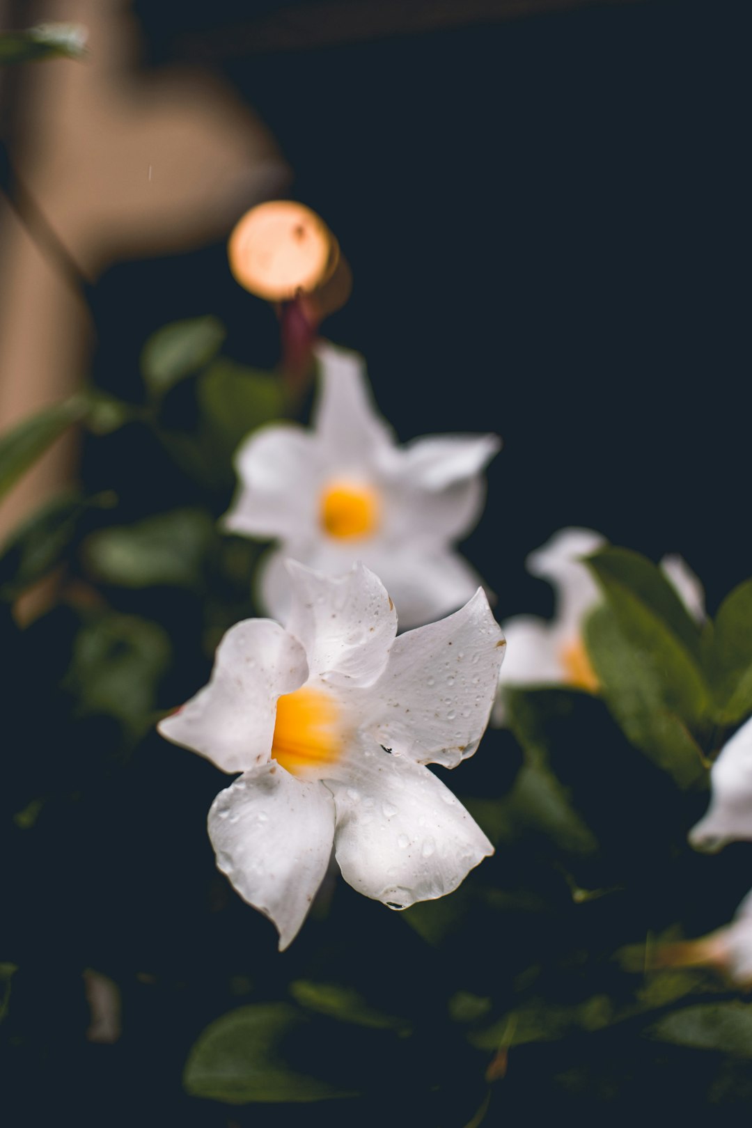 white flower with black background