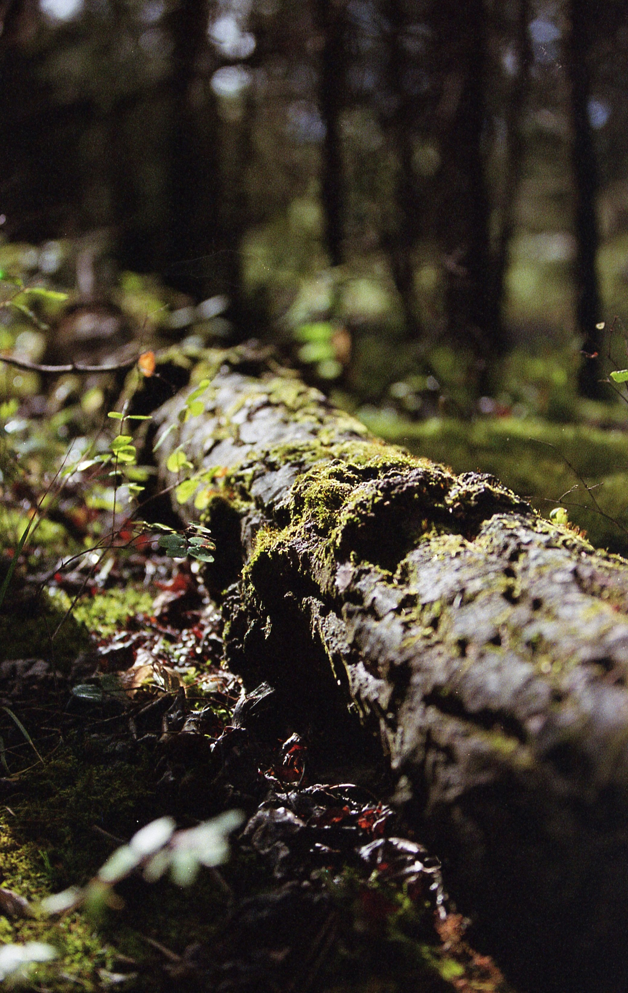 green moss on brown tree trunk