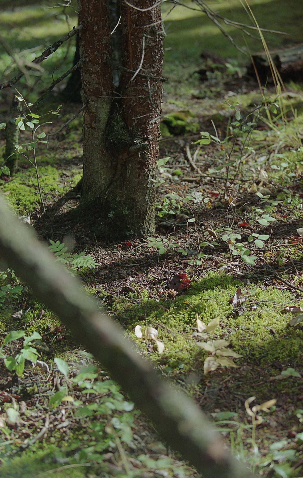 musgo verde sobre tronco de árbol marrón