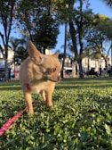 A small tan dog, possibly a Chihuahua, stands on lush green grass in a park. It is wearing a red leash and looking to the side. The background features tall trees and people walking or sitting on benches in a sunny outdoor setting.
