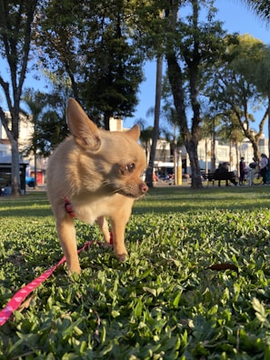 A small tan dog, possibly a Chihuahua, stands on lush green grass in a park. It is wearing a red leash and looking to the side. The background features tall trees and people walking or sitting on benches in a sunny outdoor setting.