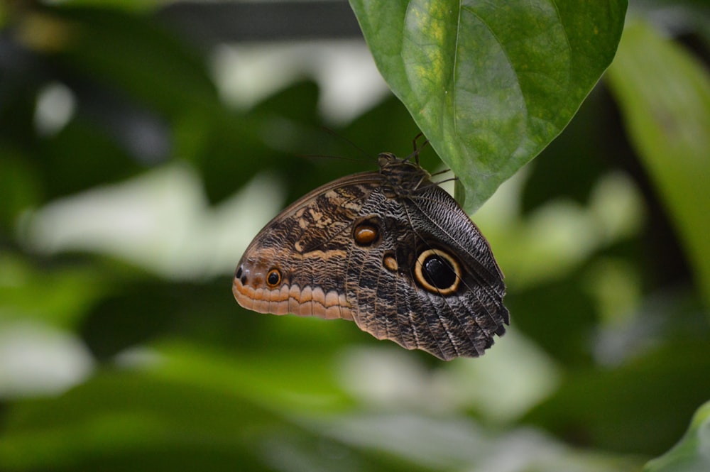 brown and black butterfly on green leaf