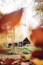 Cozy wooden cabin surrounded by lush green Ardennes forest in autumn.